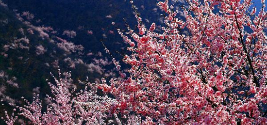 撿垃圾換玫瑰 女人節(jié) 愛在神農(nóng)山！