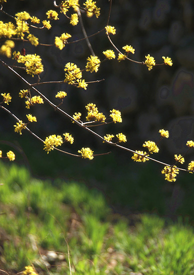 有一種呼喚，叫春天里的蟒河！