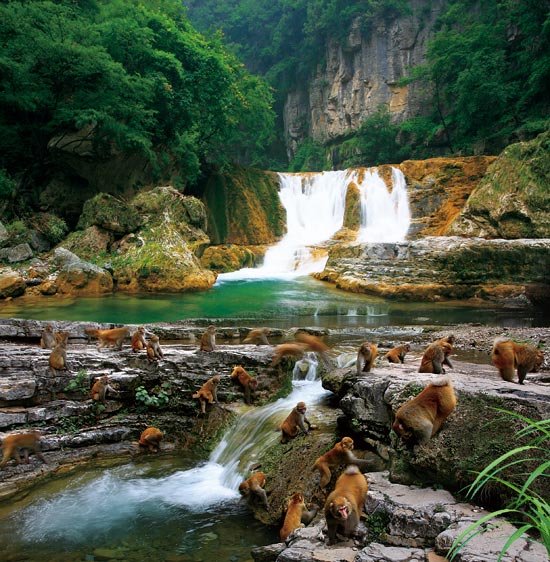 小長(zhǎng)假游客扎堆蟒河、擠爆猴山