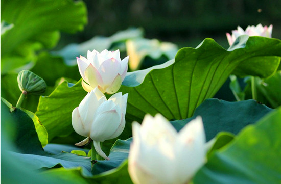 千對(duì)情侶共聚淮陽(yáng) 賞荷拜祖見(jiàn)證姻緣 千對(duì)情侶共聚淮陽(yáng) 賞荷拜祖見(jiàn)證姻緣