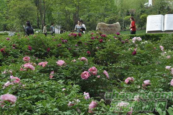 雞冠洞高山牡丹競(jìng)相開(kāi)放 雞冠洞高山牡丹競(jìng)相開(kāi)放