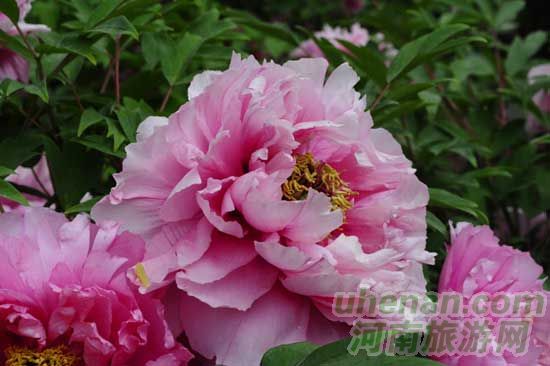 雞冠洞高山牡丹競(jìng)相開(kāi)放 雞冠洞高山牡丹競(jìng)相開(kāi)放