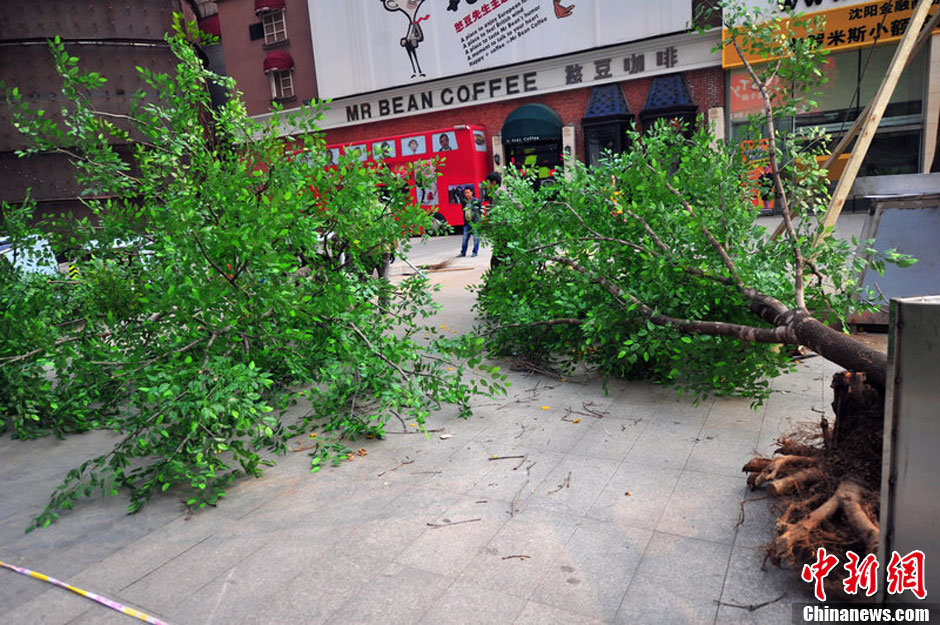 我和我的小伙伴們都驚呆了！沈陽真樹"種"上假樹葉