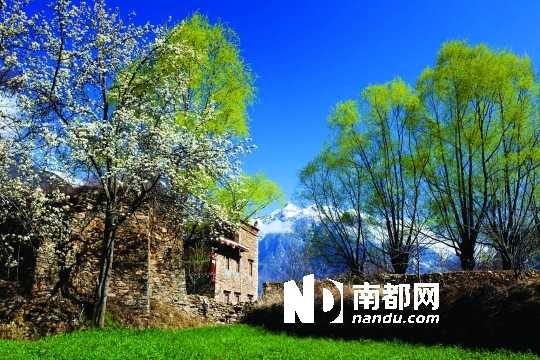 　　三月里,川西北的梨花盛放,寨子、碉樓、梨花……構(gòu)成最美的丹巴風光。