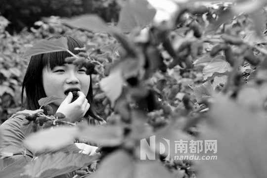 　　　　寶桑園桑葚已成熟,“五一”假期前都是吃桑葚的季節(jié)。南都記者 李向新 攝
