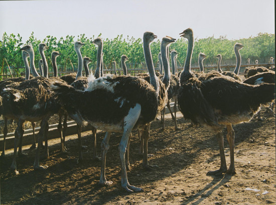 周末出游哪里去 亞洲最大鴕鳥(niǎo)養(yǎng)殖基地別錯(cuò)過(guò)