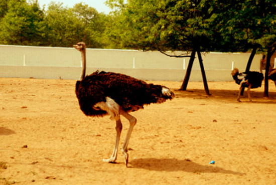 周末出游哪里去 亞洲最大鴕鳥(niǎo)養(yǎng)殖基地別錯(cuò)過(guò)