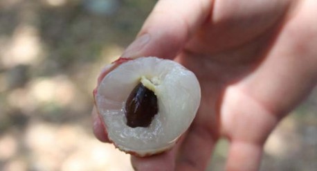 　　這就是傳說(shuō)中的瓤肉瑩白如冰雪,漿液甘酸如醴酪。大家一下就摘了半筐。