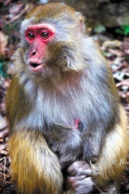 　　金鞭溪四周也是野猴的聚集地。