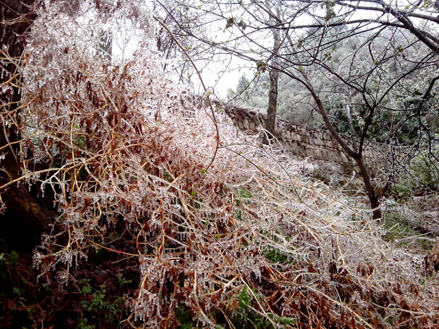 陽(yáng)春三月 在龍峪灣做一回“冰山上的來客”