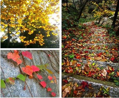 金秋時(shí)節(jié) 到信陽(yáng)雞公山享受慢旅游生活