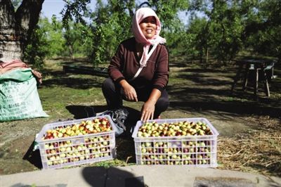 黃驊冬棗與梭子蟹齊名，但很多外地人并不知道它的好。