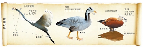 候鳥(niǎo)遷徙引市民關(guān)注 網(wǎng)友：保護(hù)鳥(niǎo)類要先了解它們