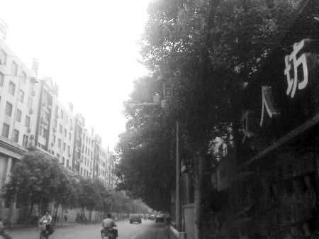 　　樹木枝繁葉茂，幾乎完全擋住紅綠燈 網(wǎng)友供圖