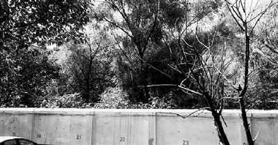 家長們熱切盼望的天明路小學(xué)規(guī)劃地，就在這個(gè)郁郁蔥蔥的院里