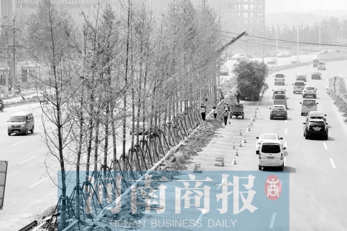 　西三環(huán)化工路，工人正在車道中間種植銀杏樹