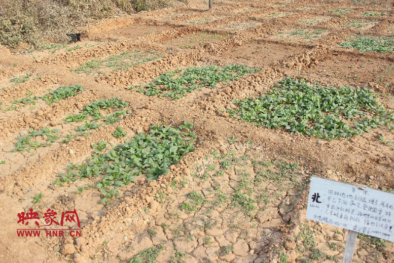 開心農(nóng)場哦，你可以再這兒包地，無毒無公害綠色產(chǎn)品