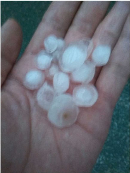 冰雹 網(wǎng)友供圖 冰雹 網(wǎng)友供圖