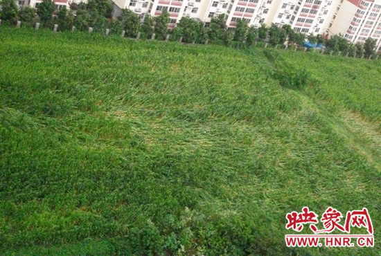 據(jù)映象網(wǎng)網(wǎng)友趙冠召反映，8月7日下午鄭州高新技術(shù)開(kāi)發(fā)區(qū)突降暴雨冰雹，致使附近農(nóng)田近三分之一玉米倒伏