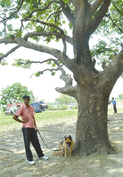 兩名少女在這棵樹上被吊死。