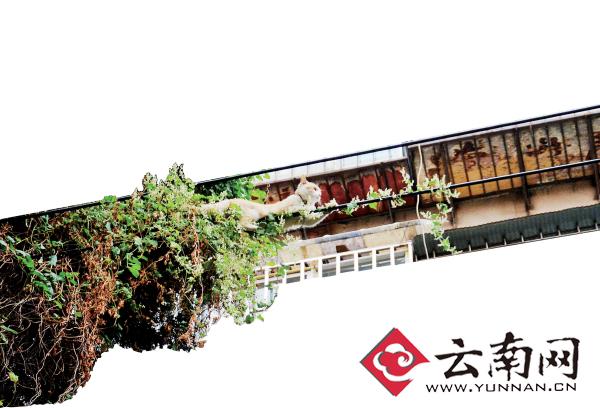 小貓下樹，但小貓就是不下來，反而爬到了一根緊貼著樹的電線上。