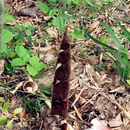 咦~這是什么？能吃嗎？