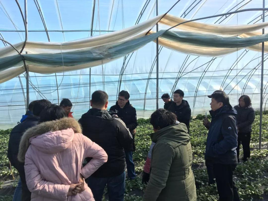 鄭州果樹所草莓專家服務(wù)團(tuán)到草莓棚里指導(dǎo)莓農(nóng)