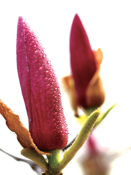 在鄭州，玉蘭才是春的使者