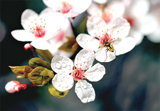 山杏報(bào)春，蜜蜂出動