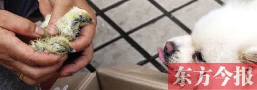 彭女士從老家?guī)淼拿u蛋，應(yīng)該屬于“活胎毛蛋”