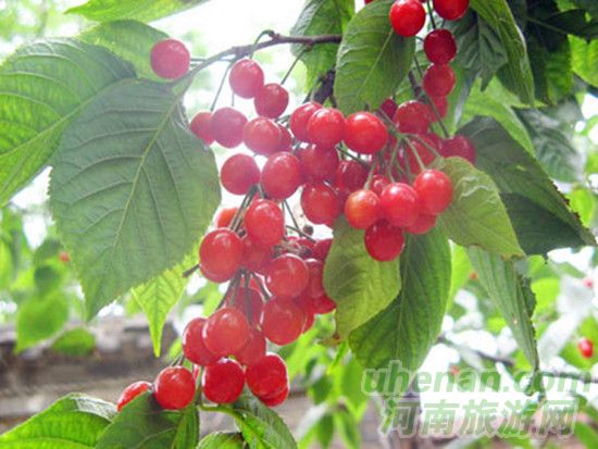 洛陽(yáng)新安縣 萬(wàn)畝櫻桃等您摘 洛陽(yáng)新安縣 萬(wàn)畝櫻桃等您摘