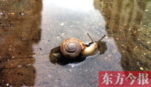 堵車俺不怕，就怕發(fā)大水，這不，一大早蹚水過街，現(xiàn)在已經(jīng)是下午了，俺還在馬路中間呢