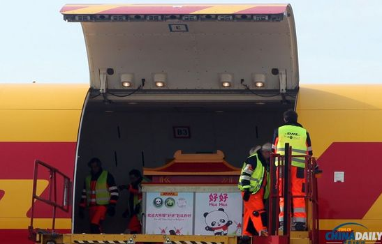大熊貓“好好”抵達布魯薩爾國際機場。記者 付敬 攝