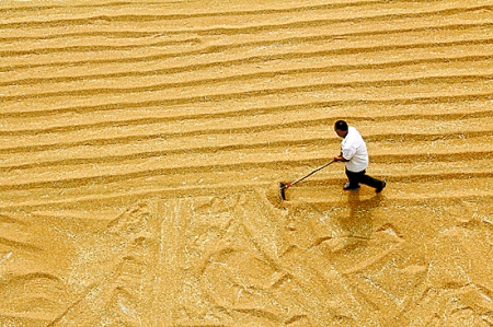 6月7日，內(nèi)黃縣城關(guān)鎮(zhèn)農(nóng)民在晾曬小麥。