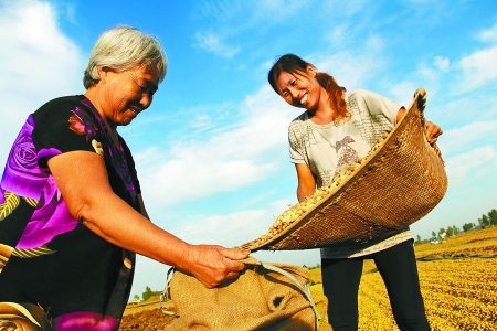 8月24日，內(nèi)黃縣城關(guān)鎮(zhèn)農(nóng)民在收獲早熟花生。