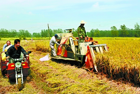 8月25日，農(nóng)機手在固始縣泉河鄉(xiāng)王樓村稻田里開始機收水稻。
