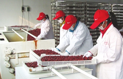 雖是寒冬，內(nèi)黃紅棗加工生產(chǎn)依然熱火朝天。