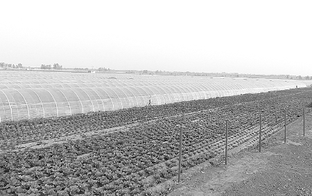 韓張鎮(zhèn)南高莊高效示范園區(qū)(吳冠軍 文/圖) 韓張鎮(zhèn)南高莊高效示范園區(qū)(吳冠軍 文/圖)
