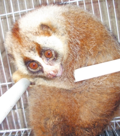 小區(qū)里“遛來”國(guó)家一級(jí)保護(hù)動(dòng)物