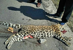 山西公路現(xiàn)國家一級(jí)保護(hù)動(dòng)物金錢豹