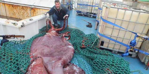 南極驚現(xiàn)350公斤巨型魷魚 南極驚現(xiàn)350公斤巨型魷魚