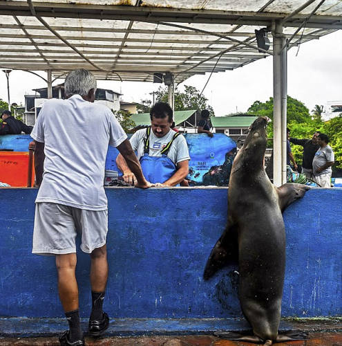 海獅變魚攤?？?排隊(duì)“購買”金槍魚