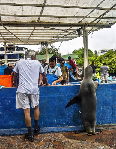 海獅變魚攤?？?排隊(duì)“購買”金槍魚