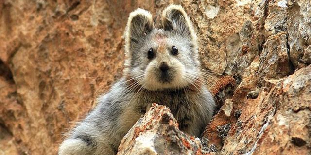 伊犁鼠兔時隔20年再次現(xiàn)身中國