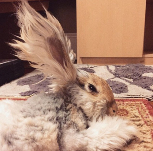 美國小兔可愛招風耳走紅網(wǎng)絡(luò)