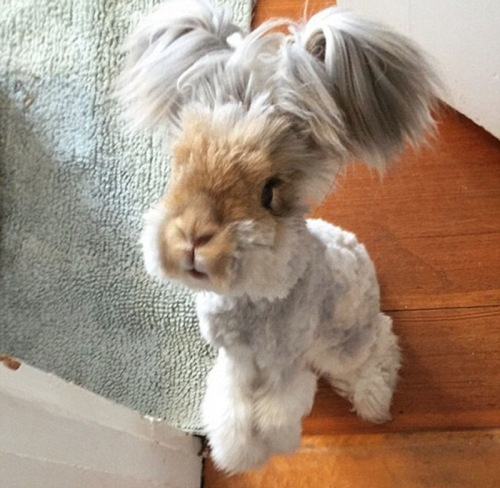 美國小兔可愛招風耳走紅網(wǎng)絡(luò)