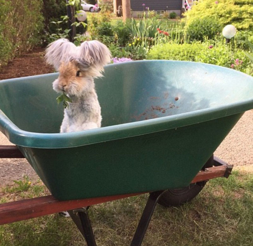 美國小兔可愛招風耳走紅網(wǎng)絡(luò)