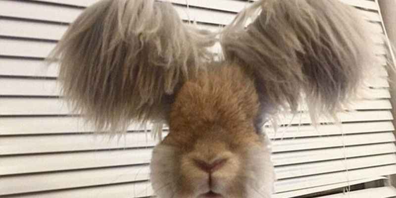 美國小兔可愛招風耳走紅網(wǎng)絡(luò)