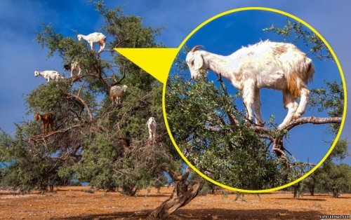 山羊爬樹尋食一幕 山羊爬樹尋食一幕