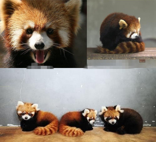 網(wǎng)友猜測三只小浣熊寓意歐弟老婆懷孕。